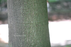 Castanospermum australe